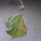 Petiole Gall Aphid